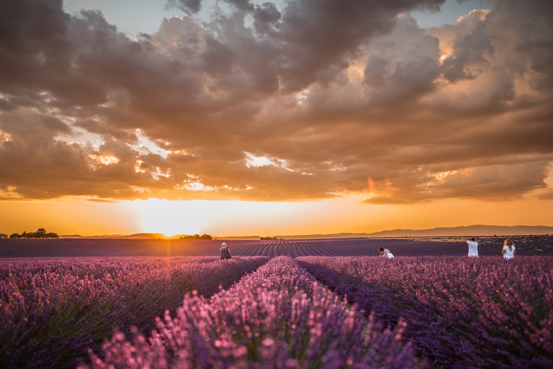 flores lavanda provenza